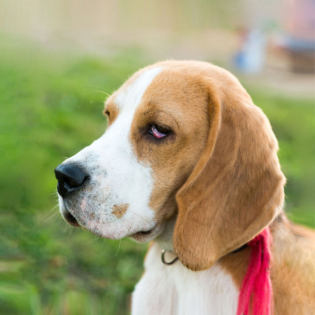 Medicamento de PetScience para el bienestar de perros y gatos en República Dominicana. Salud veterinaria.