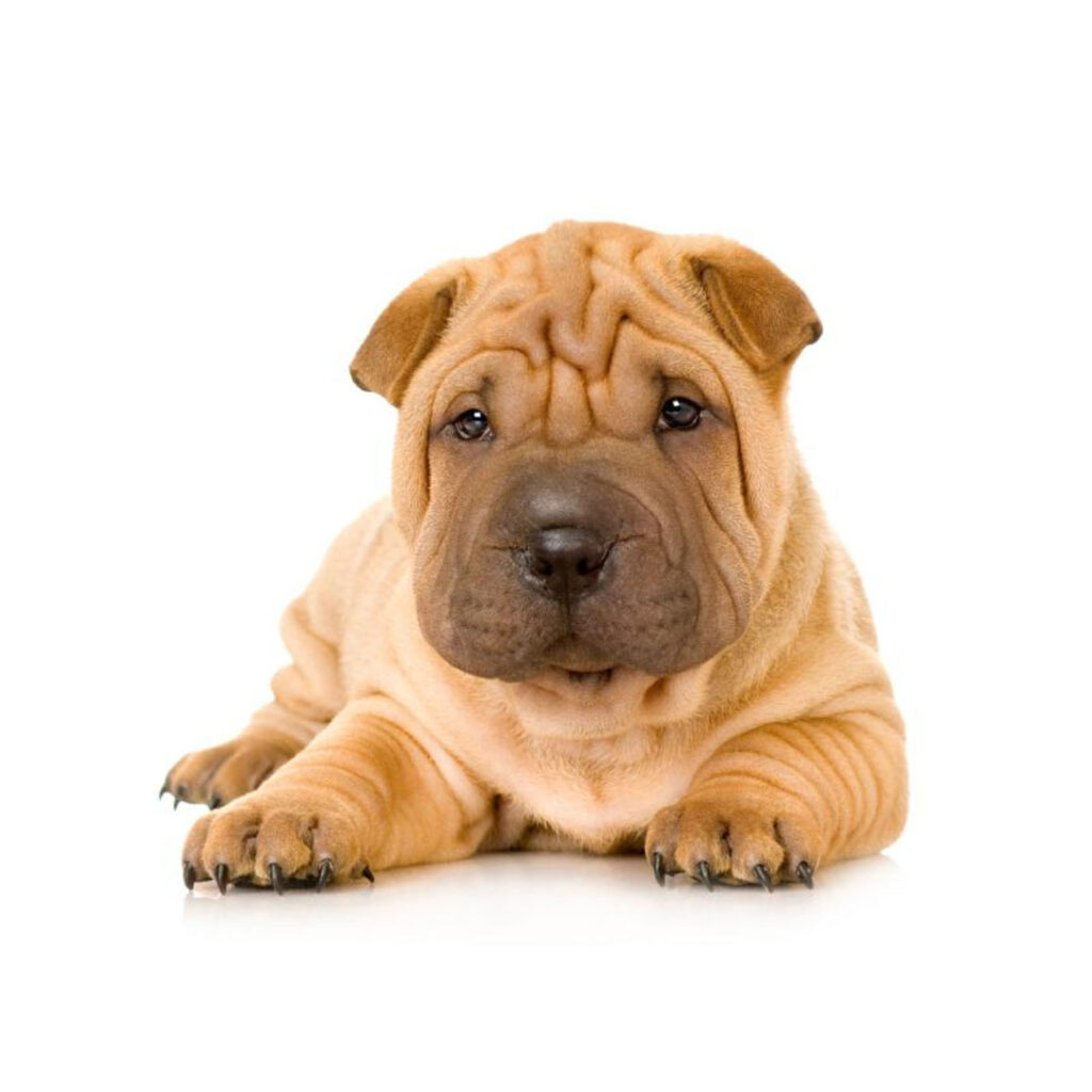 Medicamento de PetScience para el bienestar de perros y gatos en República Dominicana. Salud veterinaria.